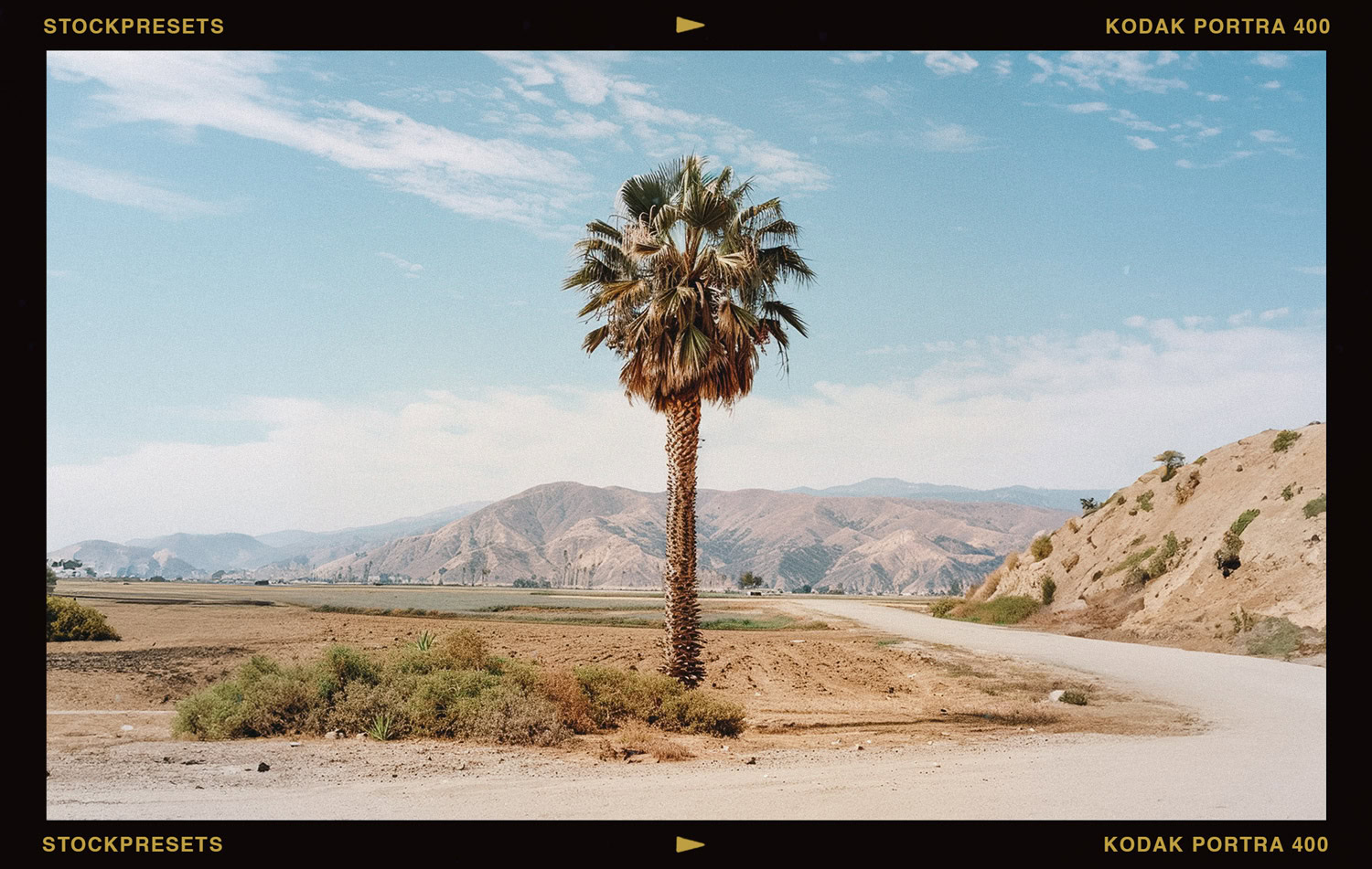 Palm Landscape Photography with Kodak Portra 400